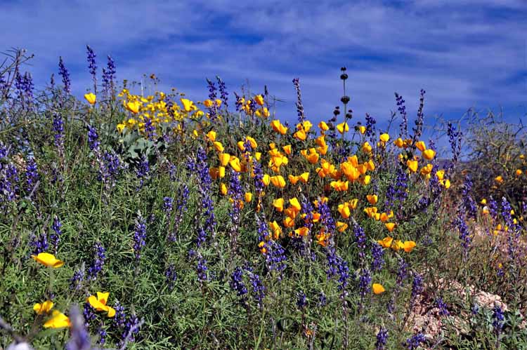 wildflowers
